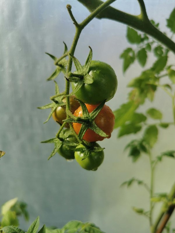 Top 10 variétés de graines de tomates anciennes à cultiver